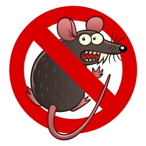 Prevent Rodents and Rodent Damage in Woodinville, WA
