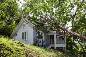 How to deal with a fallen tree in Woodinville, WA