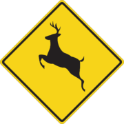 How to lower your risk for a deer collision